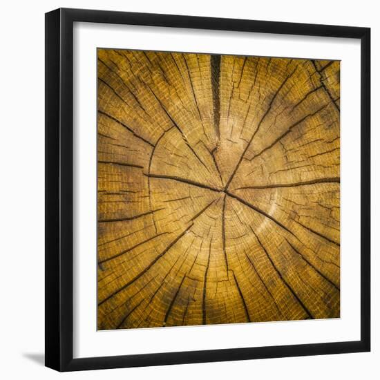 Sawn log showing growth rings (Dendrochronology)-Panoramic Images-Framed Photographic Print