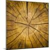 Sawn log showing growth rings (Dendrochronology)-Panoramic Images-Mounted Photographic Print