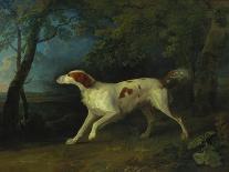 A Brown and White Setter in a Wooded Landscape-Sawrey Gilpin-Giclee Print