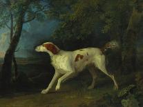 A Brown and White Setter in a Wooded Landscape-Sawrey Gilpin-Giclee Print