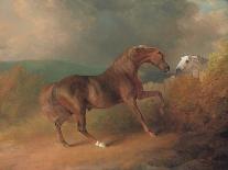A Horse Grazing-Sawrey Gilpin-Framed Giclee Print