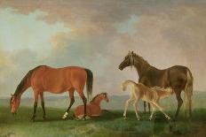 Mares and Foals-Sawrey Gilpin-Giclee Print