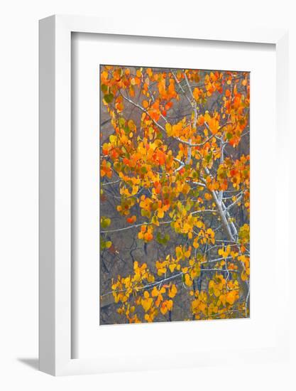 Sawtooth National Forest Aspen, Idaho, USA-Charles Gurche-Framed Photographic Print