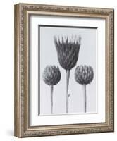 Sawwort-Karl Blossfeldt-Framed Art Print