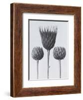 Sawwort-Karl Blossfeldt-Framed Art Print