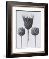 Sawwort-Karl Blossfeldt-Framed Art Print