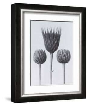Sawwort-Karl Blossfeldt-Framed Art Print