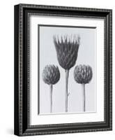 Sawwort-Karl Blossfeldt-Framed Art Print