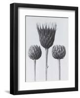 Sawwort-Karl Blossfeldt-Framed Art Print