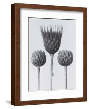 Sawwort-Karl Blossfeldt-Framed Art Print