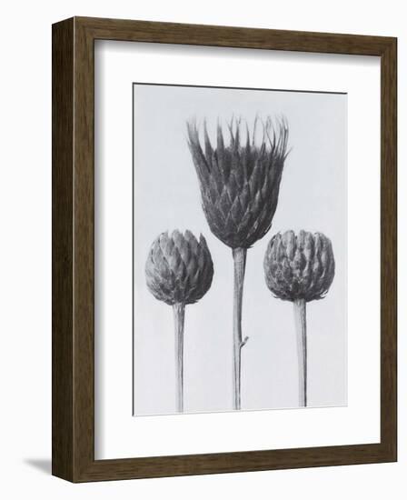 Sawwort-Karl Blossfeldt-Framed Art Print