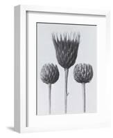 Sawwort-Karl Blossfeldt-Framed Art Print