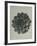 Saxifraga aizoon-Karl Blossfeldt-Framed Giclee Print