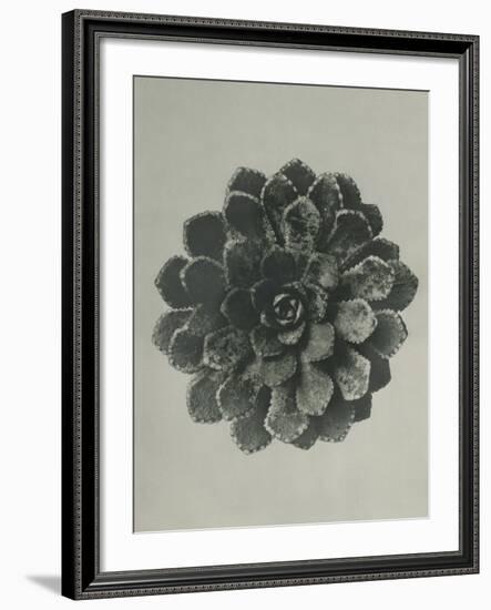 Saxifraga aizoon-Karl Blossfeldt-Framed Giclee Print