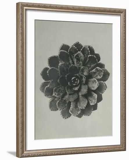 Saxifraga aizoon-Karl Blossfeldt-Framed Giclee Print