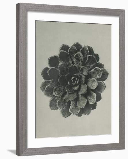 Saxifraga aizoon-Karl Blossfeldt-Framed Giclee Print