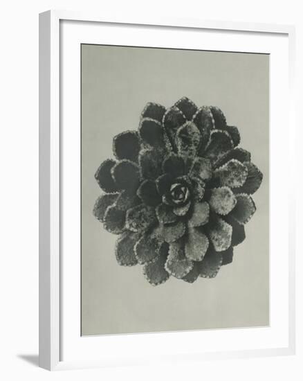 Saxifraga aizoon-Karl Blossfeldt-Framed Giclee Print