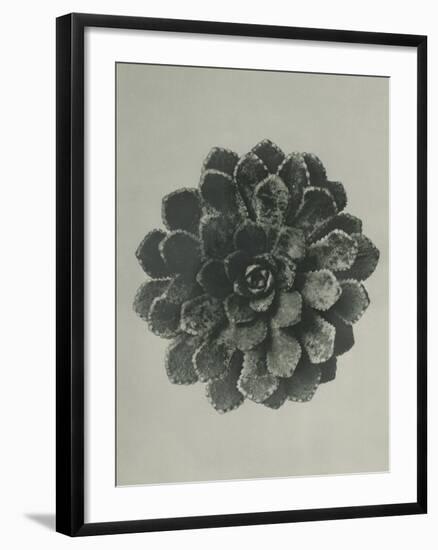 Saxifraga aizoon-Karl Blossfeldt-Framed Giclee Print