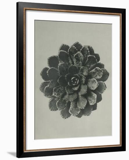 Saxifraga aizoon-Karl Blossfeldt-Framed Giclee Print