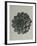 Saxifraga aizoon-Karl Blossfeldt-Framed Giclee Print