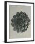 Saxifraga aizoon-Karl Blossfeldt-Framed Giclee Print