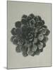 Saxifraga aizoon-Karl Blossfeldt-Mounted Giclee Print