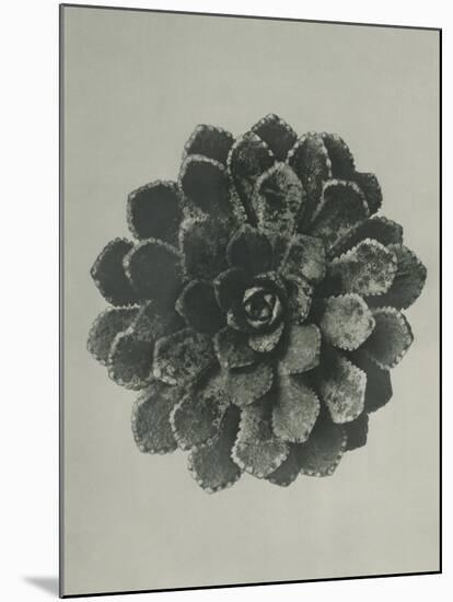 Saxifraga aizoon-Karl Blossfeldt-Mounted Giclee Print