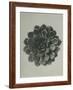 Saxifraga aizoon-Karl Blossfeldt-Framed Giclee Print