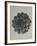 Saxifraga aizoon-Karl Blossfeldt-Framed Giclee Print