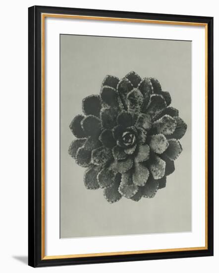 Saxifraga aizoon-Karl Blossfeldt-Framed Giclee Print