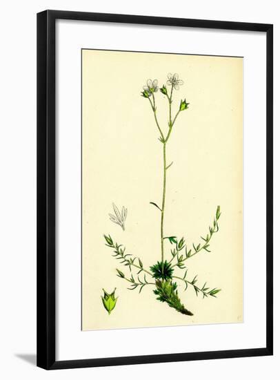 Saxifraga Eu-Hypnoides Var. Gemmifera Mossy Saxifrage Var. B-null-Framed Giclee Print