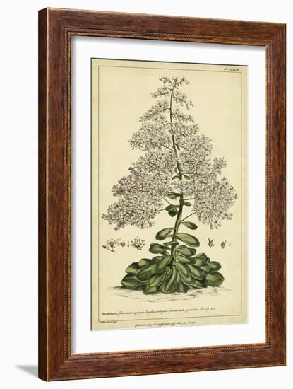 Saxifraga, Pl. CCXLIII-Phillip Miller-Framed Art Print