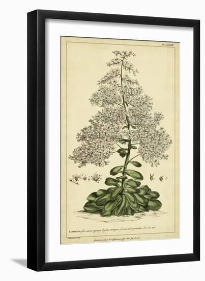 Saxifraga, Pl. CCXLIII-Phillip Miller-Framed Art Print