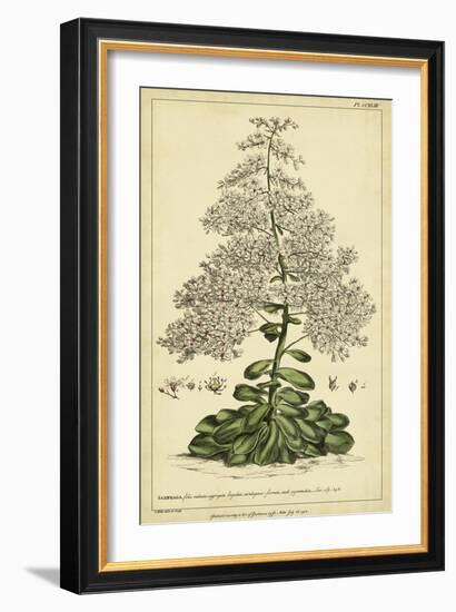 Saxifraga, Pl. CCXLIII-Phillip Miller-Framed Art Print