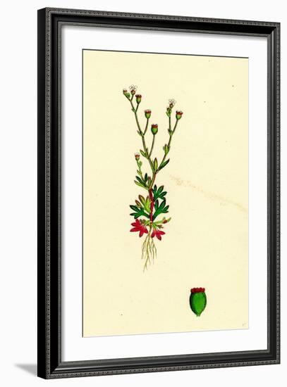 Saxifraga Tridactylites Rue-Leaved Saxifrage-null-Framed Giclee Print