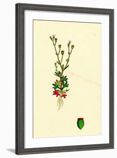 Saxifraga Tridactylites Rue-Leaved Saxifrage-null-Framed Giclee Print