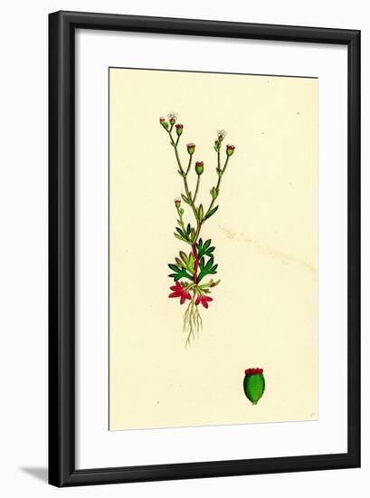 Saxifraga Tridactylites Rue-Leaved Saxifrage-null-Framed Giclee Print