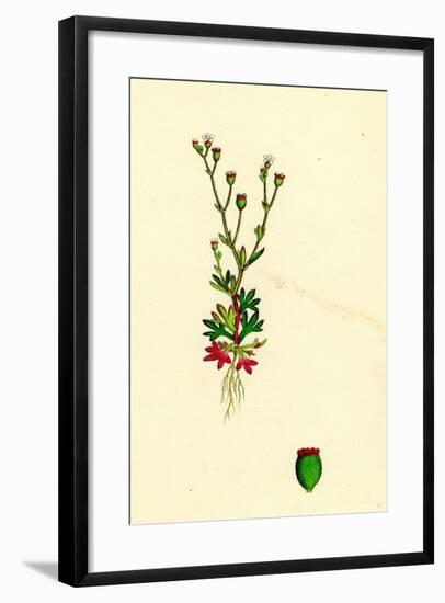 Saxifraga Tridactylites Rue-Leaved Saxifrage-null-Framed Giclee Print