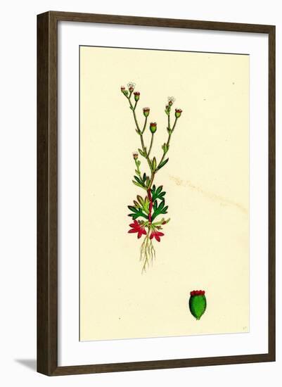 Saxifraga Tridactylites Rue-Leaved Saxifrage-null-Framed Giclee Print