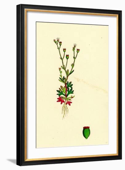 Saxifraga Tridactylites Rue-Leaved Saxifrage-null-Framed Giclee Print