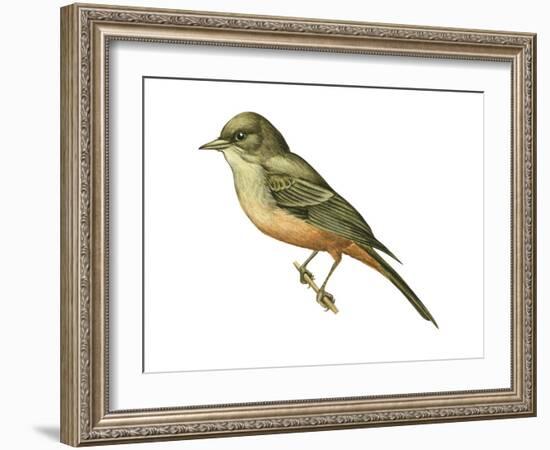 Say's Phoebe (Sayornis Saya), Birds-Encyclopaedia Britannica-Framed Art Print