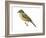 Say's Phoebe (Sayornis Saya), Birds-Encyclopaedia Britannica-Framed Art Print