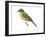 Say's Phoebe (Sayornis Saya), Birds-Encyclopaedia Britannica-Framed Art Print