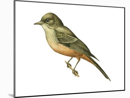 Say's Phoebe (Sayornis Saya), Birds-Encyclopaedia Britannica-Mounted Art Print