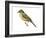 Say's Phoebe (Sayornis Saya), Birds-Encyclopaedia Britannica-Framed Art Print