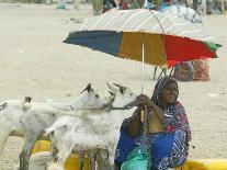 Somaliland Women with Their Goats Protect Themselves from Hot Sun with Umbrellas-Sayyid Azim-Photographic Print