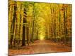 Photographic Print