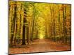 Photographic Print