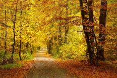 Pathway in the Autumn Forest-sborisov-Photographic Print