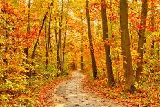 Pathway through the Autumn Forest-sborisov-Photographic Print